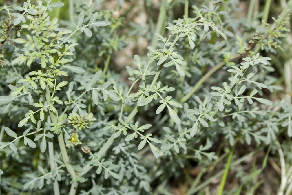 Ruta angustifolia / Ruta a foglie strette